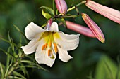 LILIUM CANDIDUM