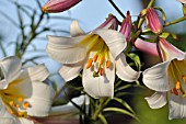 LILIUM CANDIDUM