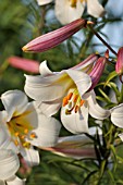 LILIUM CANDIDUM