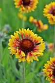 GAILLARDIA ARISTATA