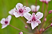 BUTOMUS UMBELLATUS  FLOWERING RUSH