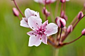 BUTOMUS UMBELLATUS  FLOWERING RUSH