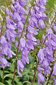 CAMPANULA RAPUNCULOIDES