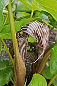 ARISAEMA FARGESII