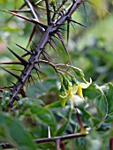 SOLANUM ATROPURPUREUM, NIGHTSHADE