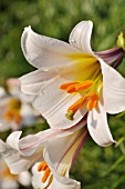 LILIUM CANDIDUM  MADONNA LILY