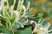 LONICERA CONFUSA  HONEYSUCKLE