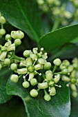 EUONYMUS JAPONICUS