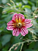 SALPIGLOSSIS SINUATA, PAINTED TONGUE