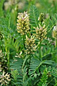 ASTRAGALUS CICER, (WILD LENTIL)