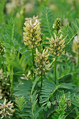 ASTRAGALUS_CICER_WILD_LENTIL