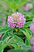 TRIFOLIUM ALPESTRE  ALPINE CLOVER