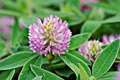 TRIFOLIUM ALPESTRE  ALPINE CLOVER