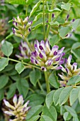 GLYCYRRHIZA GLABRA  LICORICE