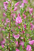 ONONIS SPINOSA  SPINY RESTHARROW