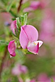 ONONIS SPINOSA  SPINY RESTHARROW