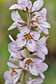 FRANCOA SONCHIFOLIA  BRIDAL WREATH