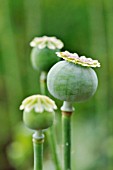 PAPAVER SOMNIFERUM