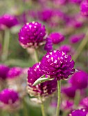 GOMPHRENA GLOBOSA, GLOBE AMARANTH