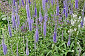 VERONICA LONGIFOLIA  CAUCASIAN SPEEDWELL