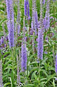 VERONICA LONGIFOLIA  CAUCASIAN SPEEDWELL