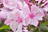 PHLOX PANICULATA ROSENLICHT  GARDEN PHLOX