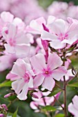 PHLOX PANICULATA ROSENLICHT  GARDEN PHLOX