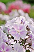 PHLOX PANICULATA PROSPERO  GARDEN PHLOX