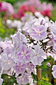 PHLOX PANICULATA PROSPERO  GARDEN PHLOX