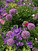 ALLIUM GLOBEMASTER, GERANIUM X MAGNIFICUM, CRANESBILL