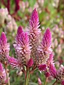 CELOSIA ARGENTEA, RED SPINACH