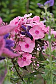 PHLOX PANICULATA FRAUENLOB  GARDEN PHLOX