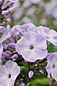 PHLOX PANICULATA VIOLETTA GLORIOSA  GARDEN PHLOX