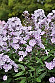 PHLOX PANICULATA VIOLETTA GLORIOSA  GARDEN PHLOX