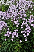 PHLOX PANICULATA VIOLETTA GLORIOSA  GARDEN PHLOX