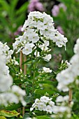 PHLOX PANICULATA MONTE CRISTALLO  GARDEN PHLOX