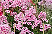 PHLOX PANICULATA LANDHOCHZEIT  GARDEN PHLOX