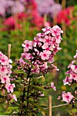 PHLOX PANICULATA FESSELBALLON  GARDEN PHLOX