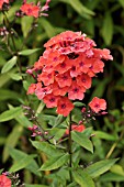 PHLOX PANICULATA FEUERSPIEGEL