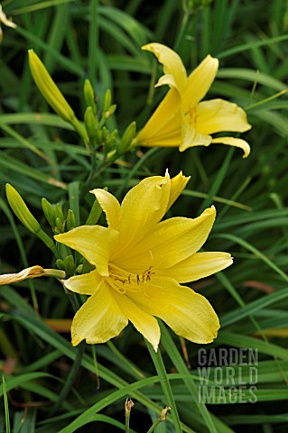 HEMEROCALLIS_HYPERION