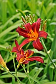 HEMEROCALLIS MABEL FULLER