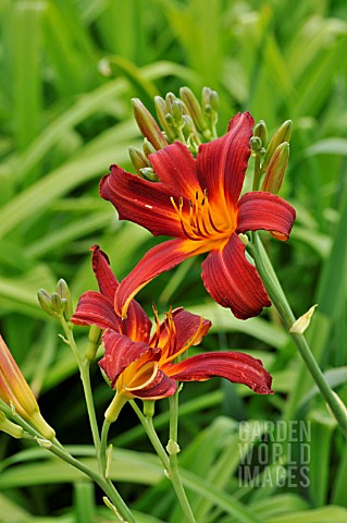 HEMEROCALLIS_MABEL_FULLER