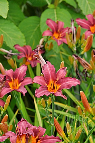 HEMEROCALLIS_PROPHET