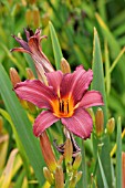 HEMEROCALLIS PROPHET