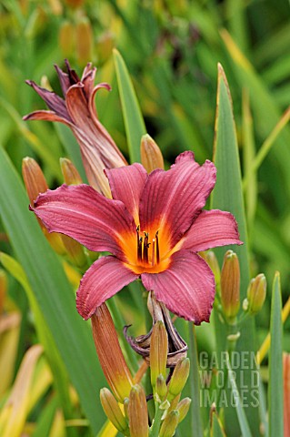 HEMEROCALLIS_PROPHET