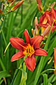 HEMEROCALLIS SUMMER INTERLUDE