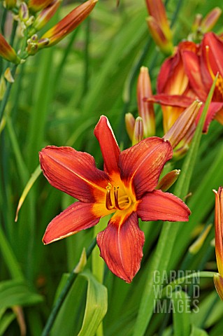 HEMEROCALLIS_SUMMER_INTERLUDE