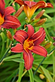 HEMEROCALLIS SUMMER INTERLUDE