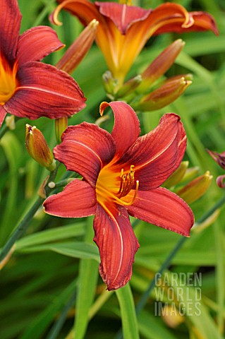 HEMEROCALLIS_SUMMER_INTERLUDE