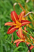 HEMEROCALLIS STERN VON RIO